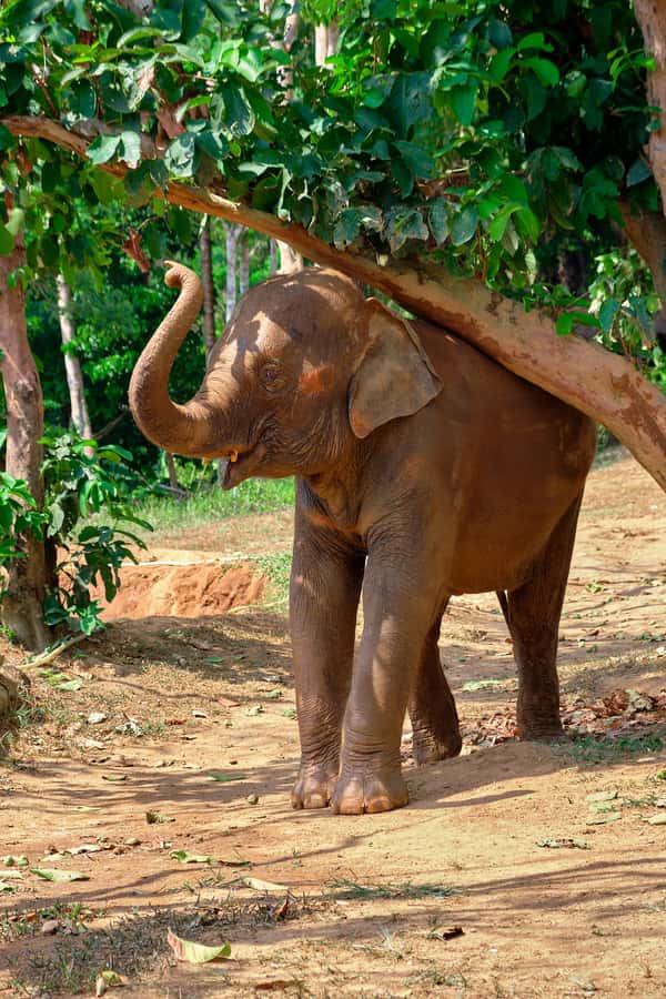 Phuket Elephant Nature Reserve - Half Day Elephant Adventure - The value of $96 per person