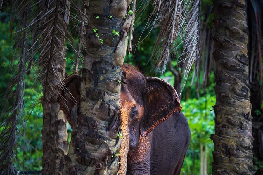 Phuket Elephant Nature Reserve - Half Day Elephant Adventure - Timing, transfers, and what to wear