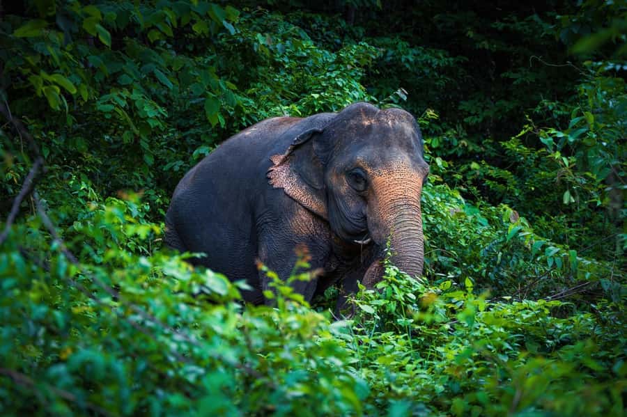 Phuket Elephant Nature Reserve - Half Day Elephant Adventure - Practical booking details