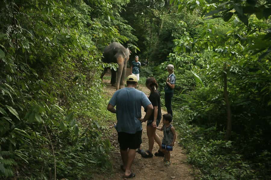 Phuket Elephant Nature Reserve - Half Day Elephant Adventure - Meeting Lotus, Bow, Thonglor, Nong Tang, and Mae Boon Lai
