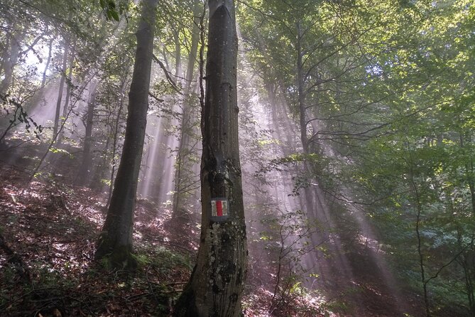 Piatra Craiului National Park Private Hiking Tour from Brasov - Why the guide makes the difference