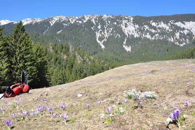 Piatra Craiului National Park Private Hiking Tour from Brasov - Who should book this mountain day?