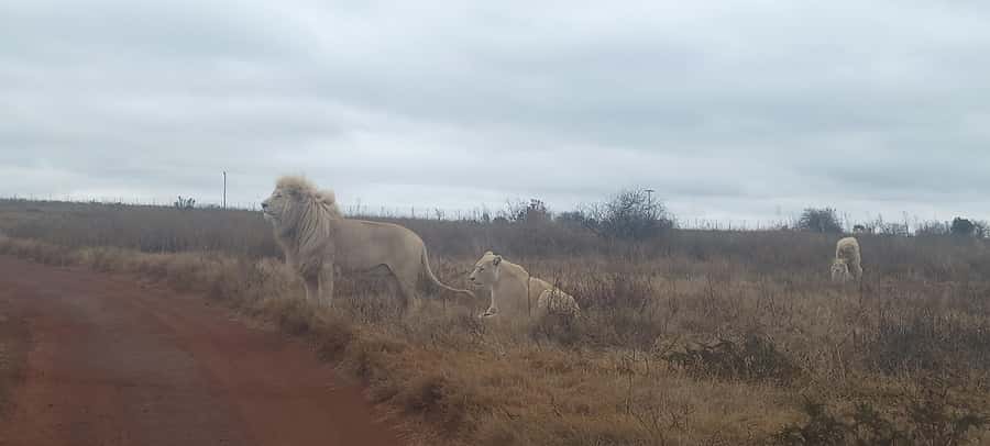 Pilanesberg National Park - Key points at a glance