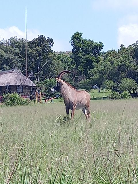 Pilanesberg National Park - Six hours in an open 4x4