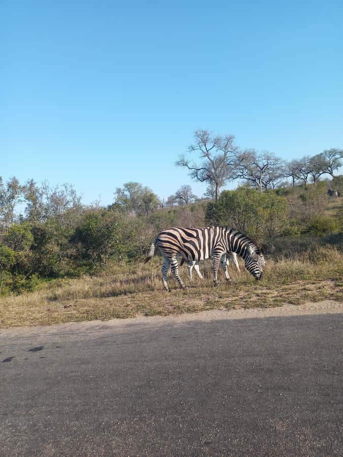 Pilanesberg National Park - Small details that make the day easier