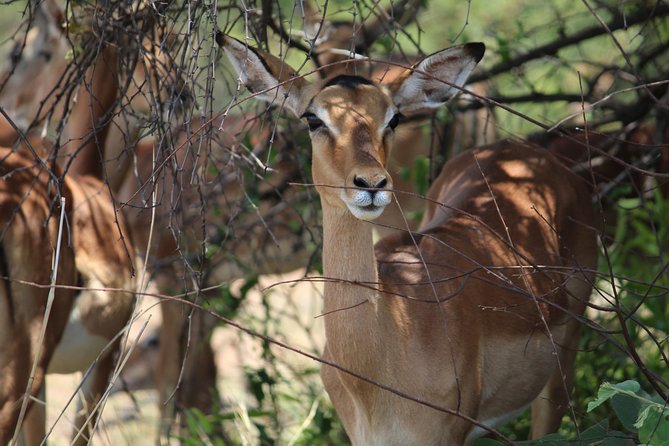 Pilanesberg National Park Full Day Safari From Johannesburg - Why Pilanesberg works as a Johannesburg safari