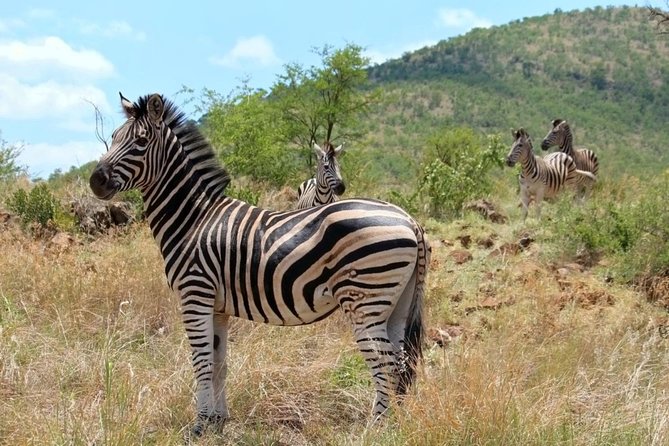 Pilanesberg National Park Full Day Safari From Johannesburg - Three hours inside Pilanesberg National Park