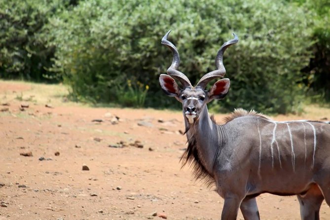 Pilanesberg National Park Full Day Safari From Johannesburg - Transport, group size, and the private-tour question