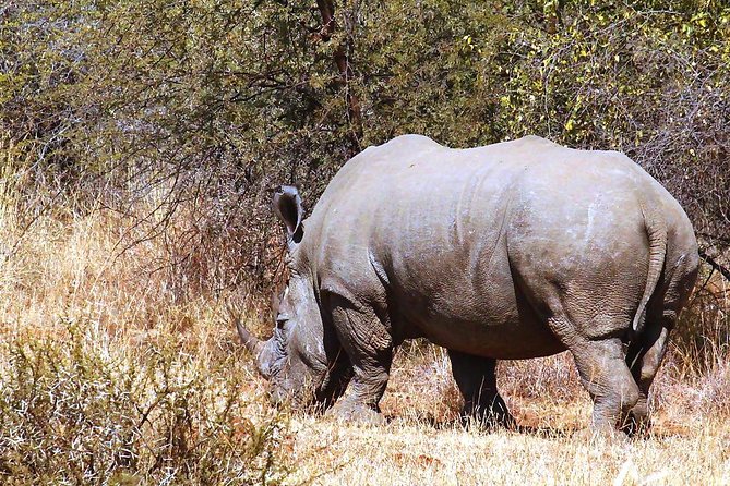 Pilanesberg National Park Full Day Safari From Johannesburg - Is $225.48 a fair price?