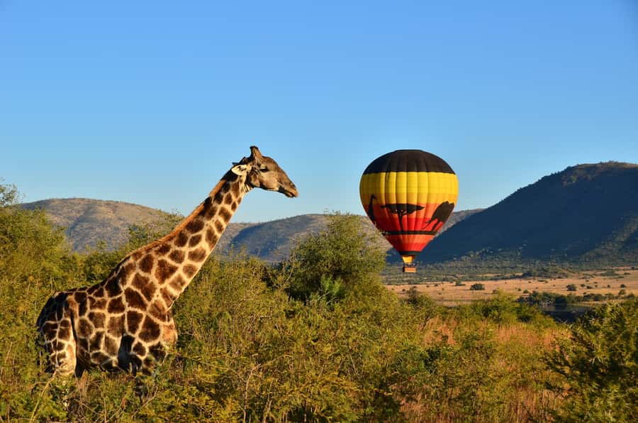 Pilanesberg National Park/Sun City Hot Air Balloon Safari - The early pickup and open-vehicle safari