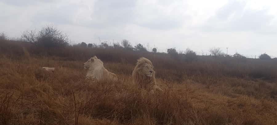 Pilanesberg National Park - The early pickup from Sandton