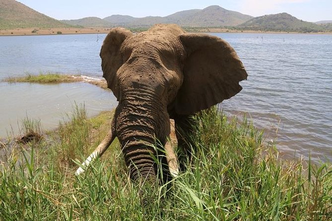 Pilanesberg Nature Reserve - Key points to know before booking