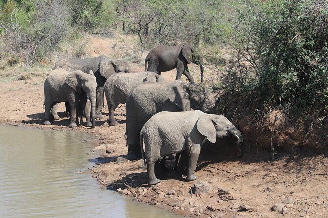 Pilanesberg Nature Reserve - Guides, photos, and the value of looking up