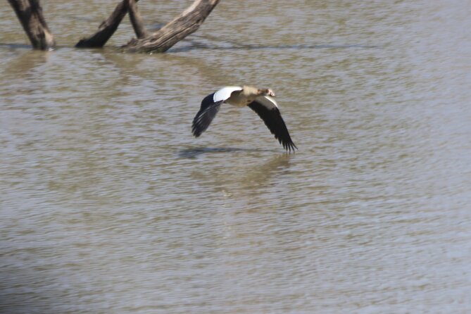Pilanesberg Nature Reserve - Lunch at Zebra Crossing Restaurant