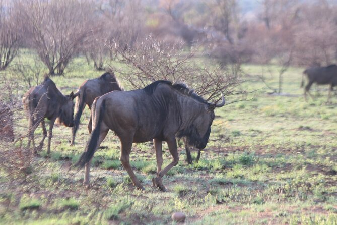 Pilanesberg Nature Reserve - Chameleon African Curio Market and the last stop