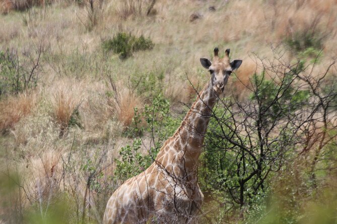 Pilanesberg Nature Reserve - Who should book this Pilanesberg experience?
