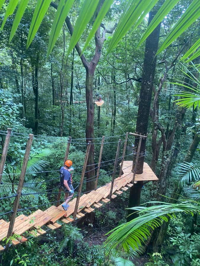 Port Douglas: Daintree National Park Tour, Cruise, & Zipline - From Port Douglas to Alexandra Lookout