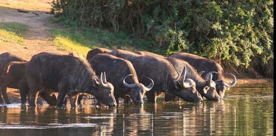 Port Elizabeth: 3-Day Addo Elephant National Park Safari - Key details that shape the safari