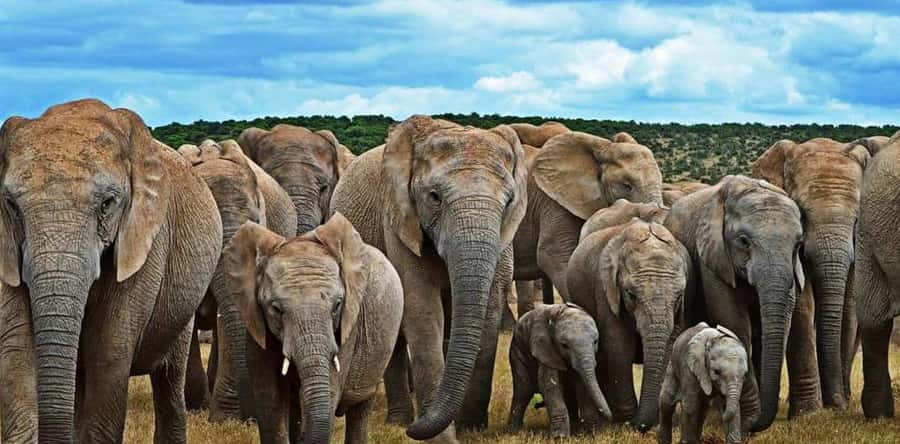 Port Elizabeth: 3-Day Addo Elephant National Park Safari - Should you book this Addo safari?