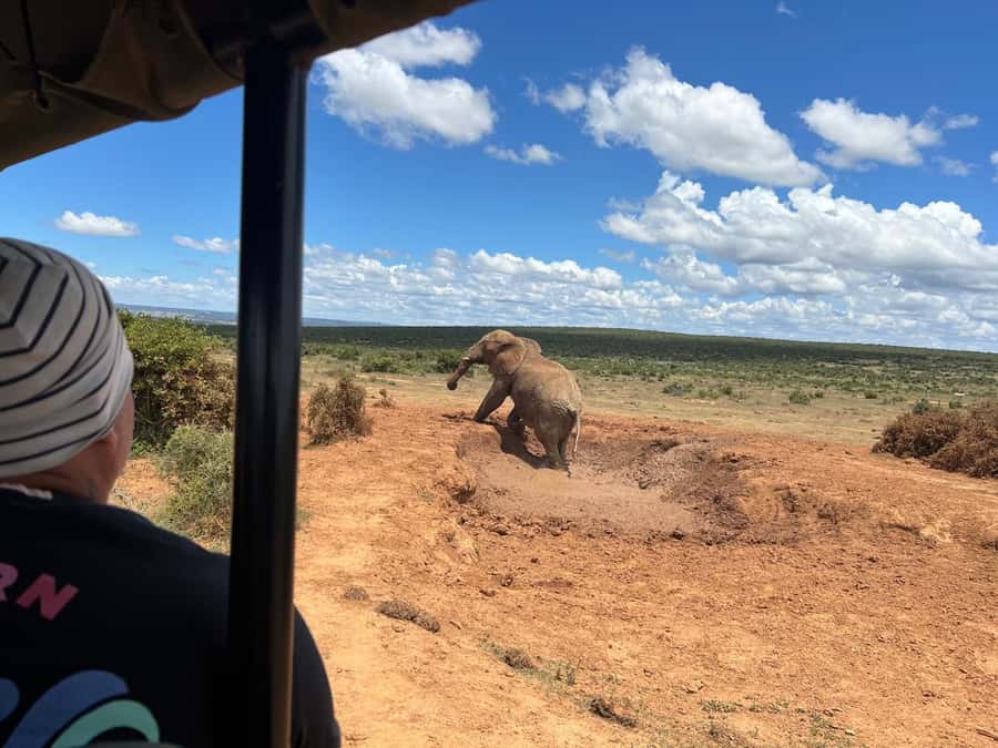Port Elizabeth: 3-Day Addo Elephant National Park Safari - Two nights of lodge comfort near Addo