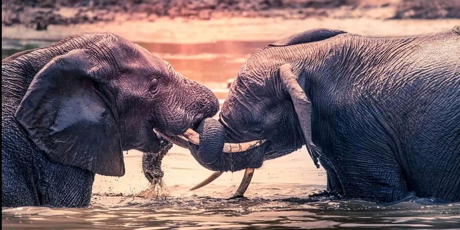 Port Elizabeth: 3-Day Addo Elephant National Park Safari - A full day inside Addo Elephant National Park