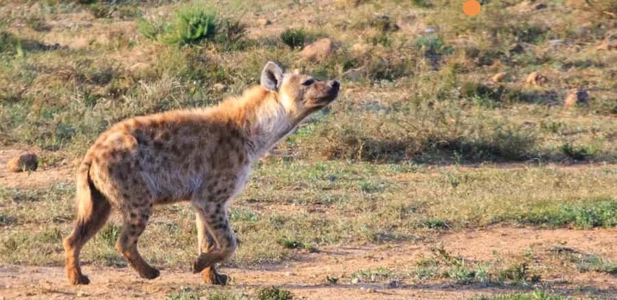Port Elizabeth: 3-Day Addo Elephant National Park Safari - Schotia’s sunset Big Five safari