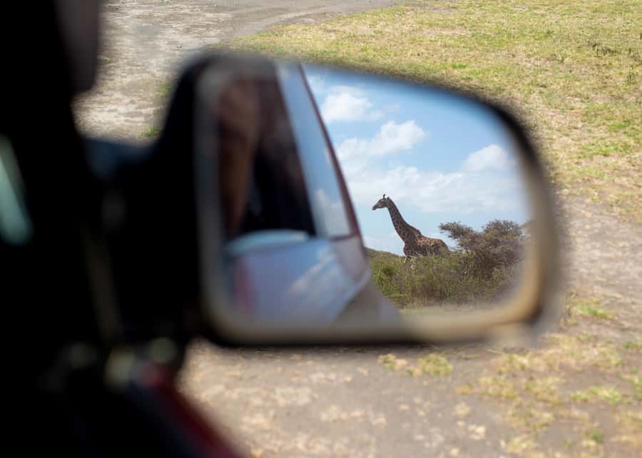 Private 4x4 Vitara Safari in Arusha National Park - Giraffes, buffalo, zebras, and open country