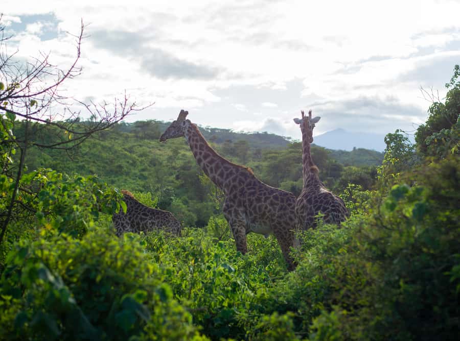 Private 4x4 Vitara Safari in Arusha National Park - Starting from Arusha or the airport