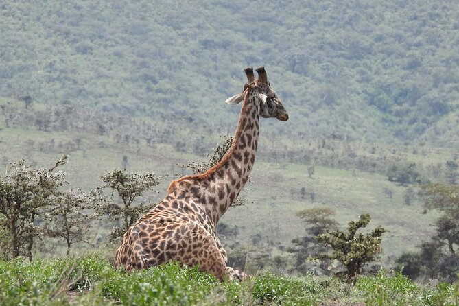 Private 5 Days Camping Tour in Serengeti National Park - Why this Northern Circuit route works