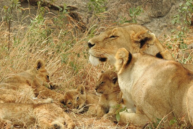 Private 5 Days Camping Tour in Serengeti National Park - Day 2: Crossing Ngorongoro to reach Serengeti