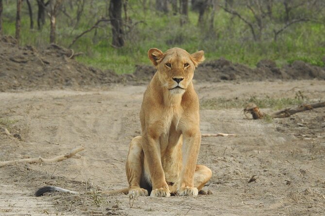 Private 5 Days Camping Tour in Serengeti National Park - Camping, meals, and the real cost of the trip