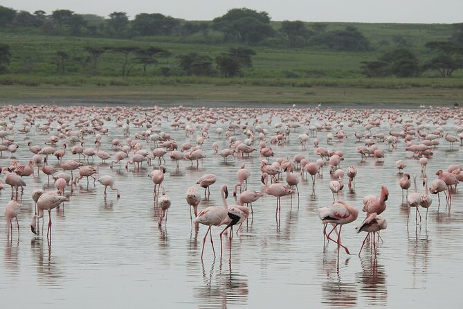 Private 5 Days Camping Tour in Serengeti National Park - The private format and the guide question