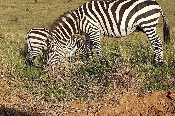Private 6-Days Tour Exploring in Amboseli & Nakuru National Park - Why this route works in six days