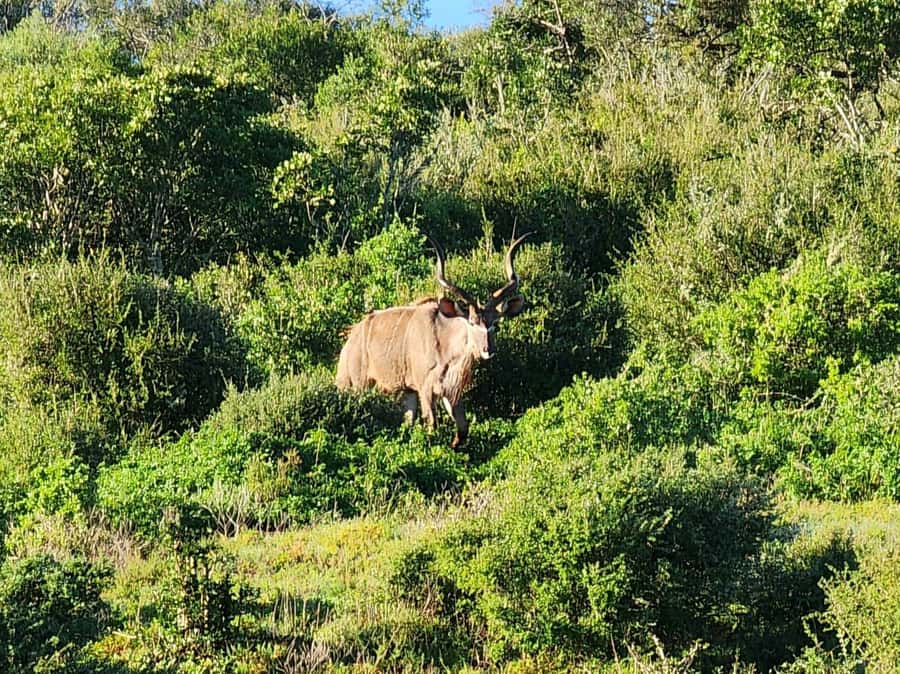 Private Addo Elephant National Park Half Day Tour - Key points to know before you book