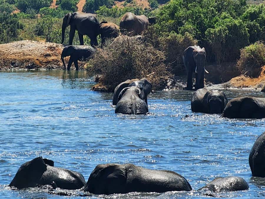Private Addo Elephant National Park Half Day Tour - Should you book the private Addo half-day tour?