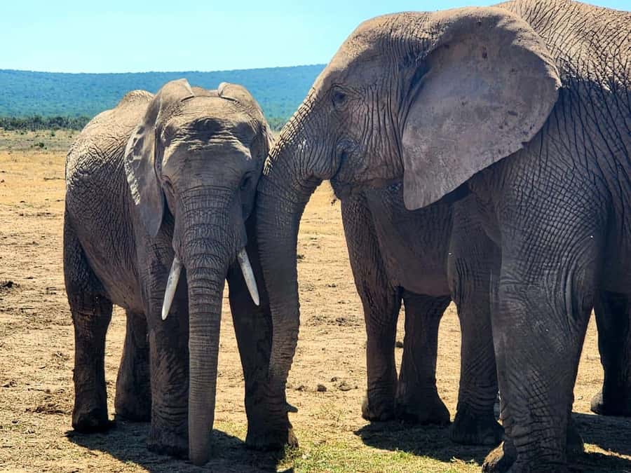 Private Addo Elephant National Park Half Day Tour - Why a private half-day safari works well in Addo