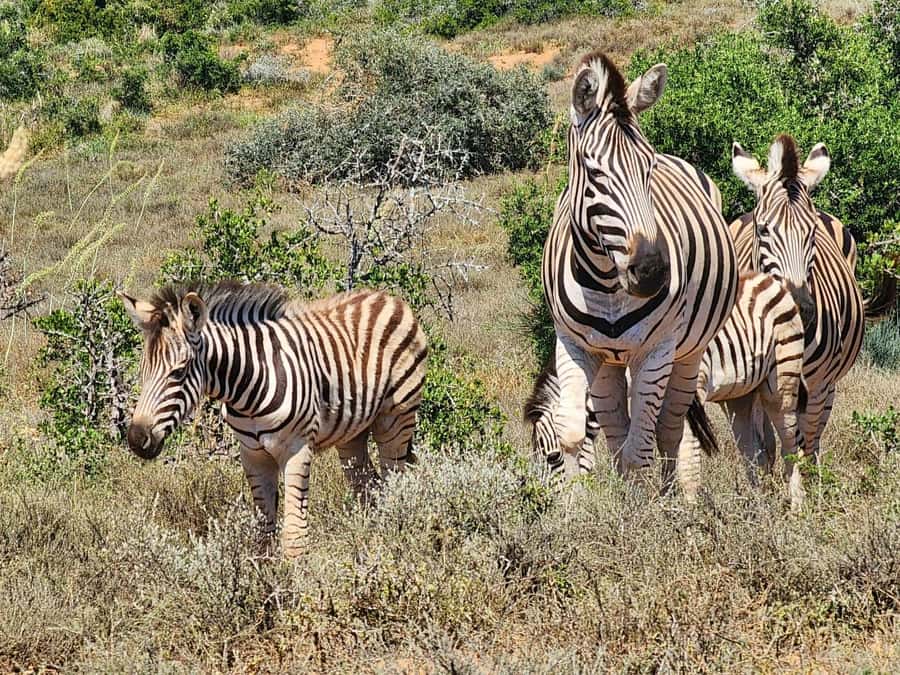 Private Addo Elephant National Park Half Day Tour - The Toyota Hilux makes viewing easier