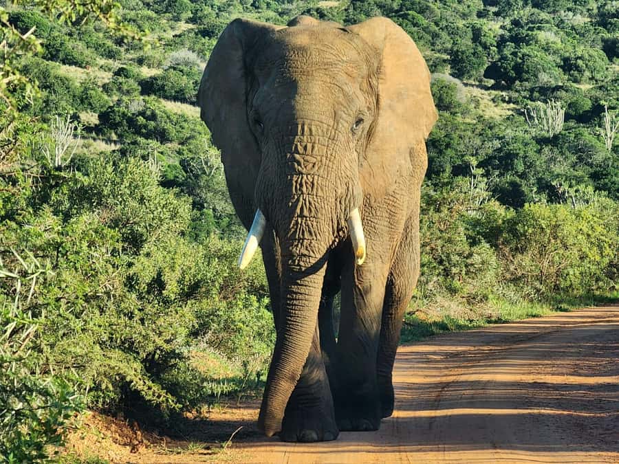 Private Addo Elephant National Park Half Day Tour - What the five-hour Addo drive includes