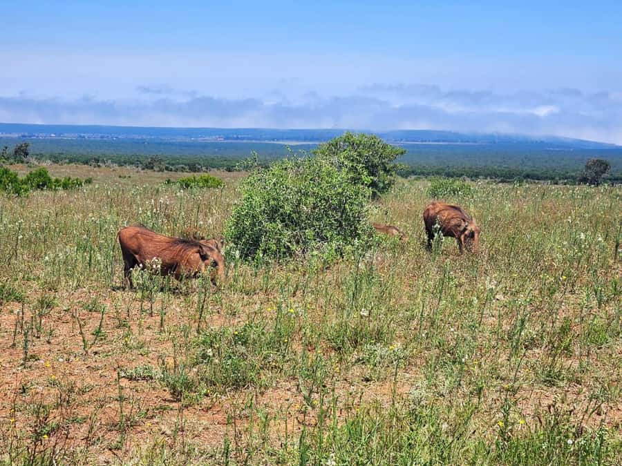 Private Addo Elephant National Park Half Day Tour - Tea, lunch, and the Cattle Baron stop