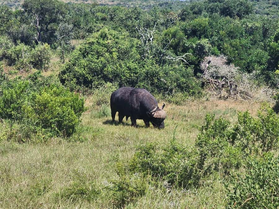 Private Addo Elephant National Park Half Day Tour - What makes guide Alan important