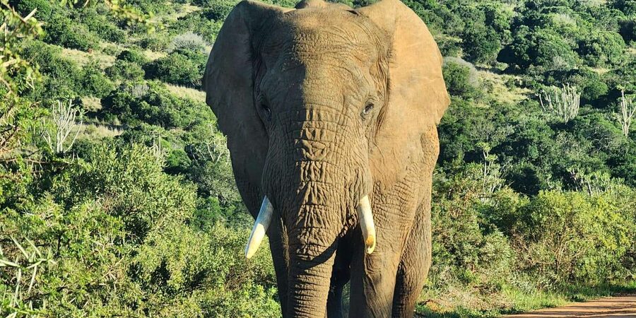 Private Addo Elephant National Park Half Day Tour - The real value of the $174 price