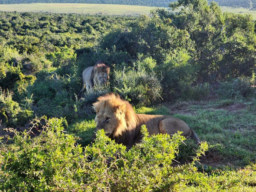 Private Addo Elephant National Park Half Day Tour - Who should choose this Addo tour?