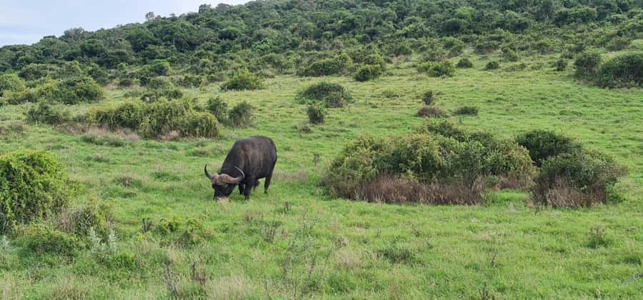 Private Addo Elephant National Park Half Day Tour - Pickup from Port Elizabeth, Addo, Paterson, or Jeffreys Bay