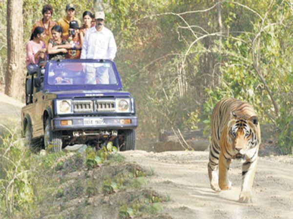 Private Bannerghatta National Park Day Excursion - What the Bannerghatta day trip actually offers