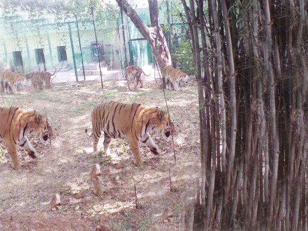 Private Bannerghatta National Park Day Excursion - Why the Butterfly Park is worth your time