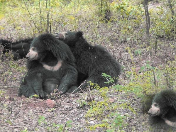 Private Bannerghatta National Park Day Excursion - What to bring and what to expect inside the park