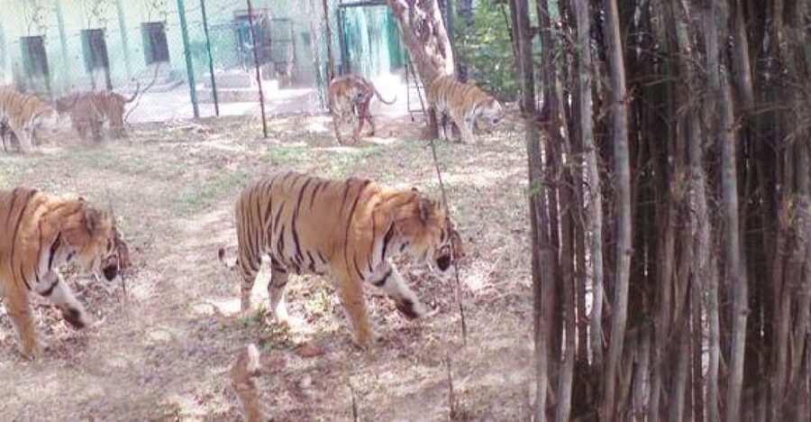 Private Bannerghatta National Park Day Excursion - Is this better than visiting on your own?