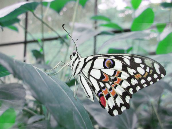 Private Bannerghatta National Park Day Excursion - The Grand Safari and its animal zones