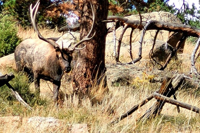 Private Birding Hike in Rocky Mountain National Park - Lunch, snacks, and the practical comfort of a nine-hour outing