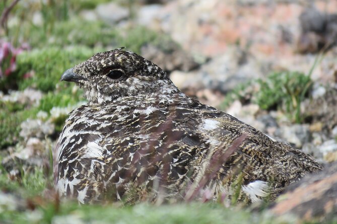 Private Birding Hike in Rocky Mountain National Park - Is $700 a good value for up to four people?